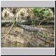 Daintree River - Croc (3).jpg